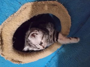 Brit ezüst fekete tabby lány cica - kép 2