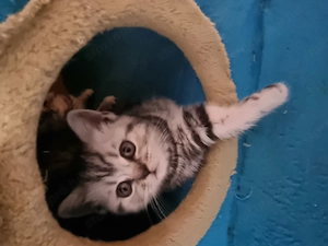 Brit ezüst fekete tabby lány cica