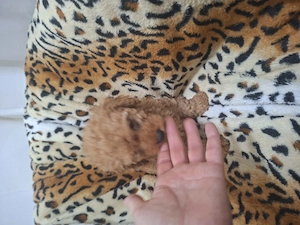 Vörös színű toy uszkár kislány. - kép 2
