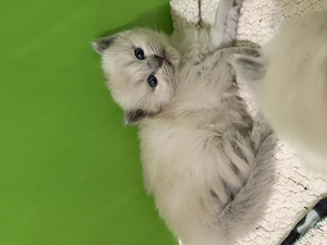  Cherubim Ragdoll Blue mink kislányok - kép 3