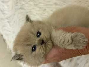 Cherubim Ragdoll Blue mink kislányok - kép 2