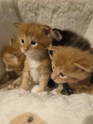 Törzskönyvezett szülőktől Maine Coon babyk foglalhatókak, elvihetőek!!