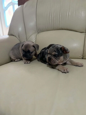 Francia bulldog kiskutyák - kép 5