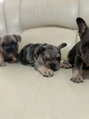 Francia bulldog kiskutyák - kép 2