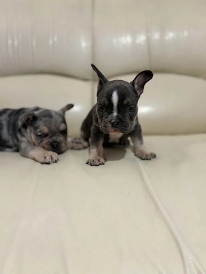 Francia bulldog kiskutyák - kép 4