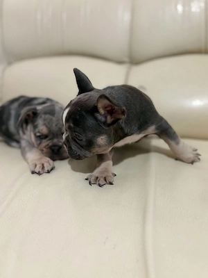 Francia bulldog kiskutyák - kép 3