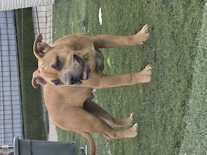 American bully kiskutyák - kép 5
