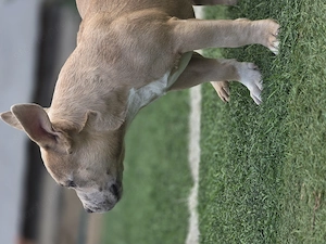 American bully kiskutyák - kép 3