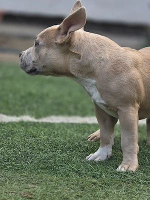 American bully kiskutyák - kép 3