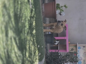 American bully kiskutyák - kép 4