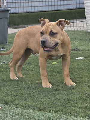 American bully kiskutyák - kép 5