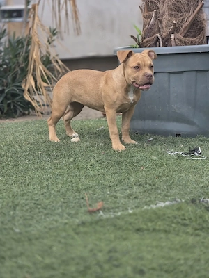 American bully kiskutyák