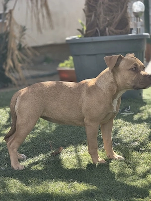American bully kiskutyák - kép 2