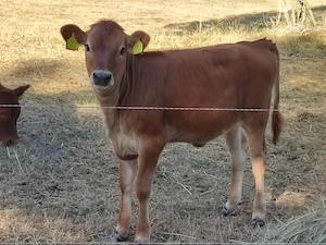 Jersey és Angus borjú - kép 2