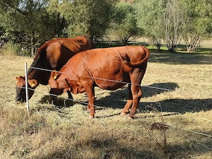 Jersey és Angus borjú - kép 3