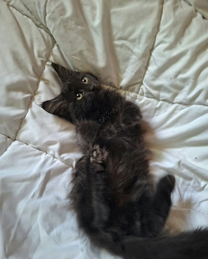 Maine coon kandúr kiscica - kép 2