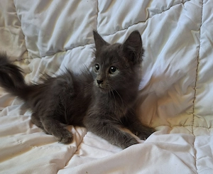Maine coon kandúr kiscica - kép 2