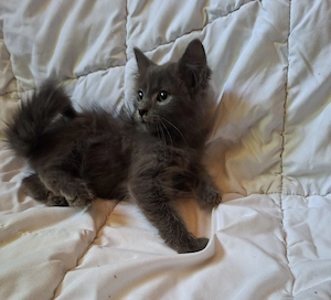 Maine coon kandúr kiscica - kép 4