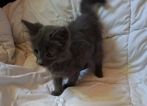Maine coon kandúr kiscica - kép 3