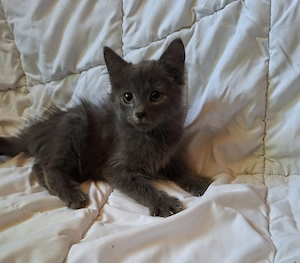 Maine coon kandúr kiscica