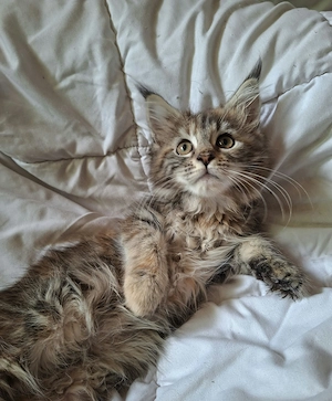 maine coon kislány cica - kép 4