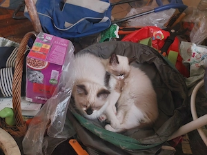 Ragdoll fajta jellegű kiscicák eldók - kép 4