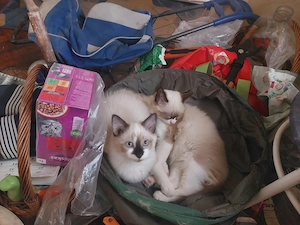 Ragdoll fajta jellegű kiscicák eldók - kép 5