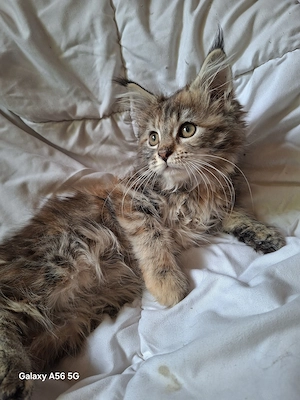maine coon kislány cica