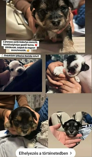 Yorki bábák