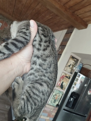 Beng li kever k cicusok - kép 4