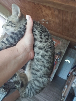Beng li kever k cicusok - kép 3