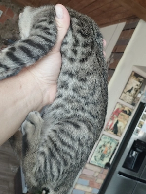 Beng li kever k cicusok - kép 2