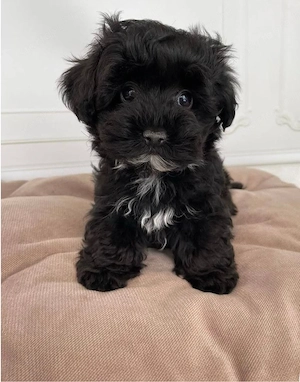 bichon havanse 