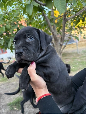 cane corso kolykok - kép 2