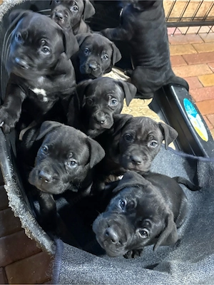 cane corso kolykok - kép 4