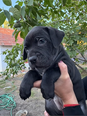 cane corso kolykok - kép 5