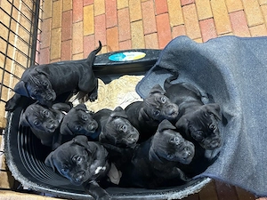 cane corso kolykok - kép 3