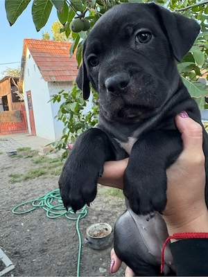 cane corso kolykok
