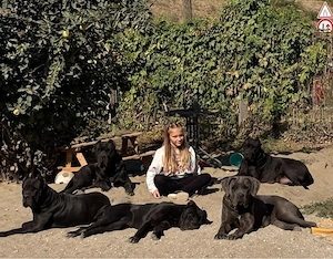 cane corso kolykok - kép 6