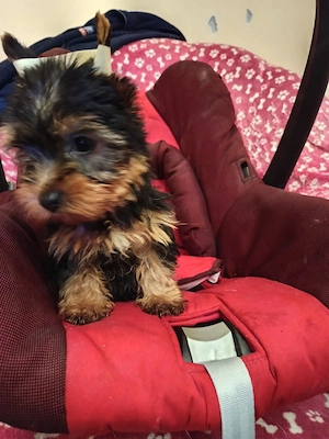 Yorki yorkshire terrier kislány kiskutya - kép 2