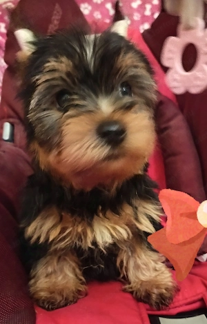 Yorki yorkshire terrier kislány kiskutya - kép 4