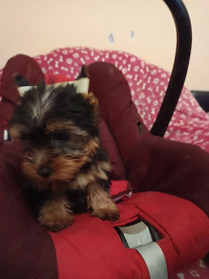 Yorki yorkshire terrier kislány kiskutya - kép 3