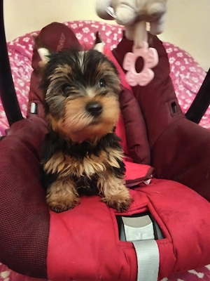 Yorki yorkshire terrier kislány kiskutya - kép 5