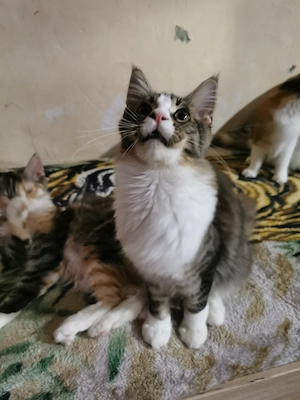 Maine coon  - kép 5