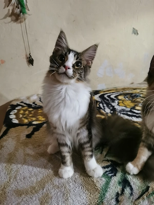 Maine coon  - kép 6