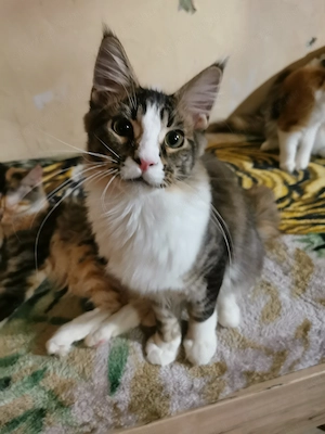 Maine coon  - kép 2