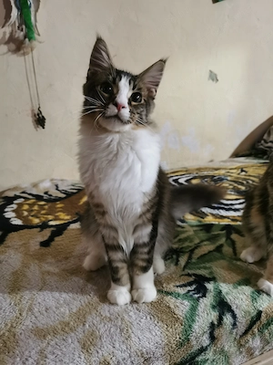 Maine coon  - kép 10