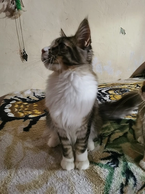 Maine coon  - kép 8