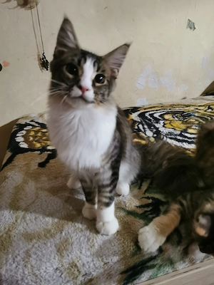 Maine coon  - kép 3