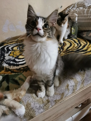 Maine coon  - kép 4